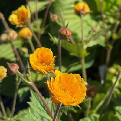 Geum 'Abendsonne'